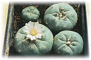 Peyote