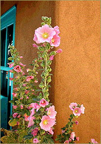 Hollyhocks agains a New Mexico adobe wall