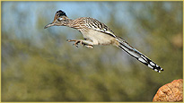 A Roadrunner leaping from a rock