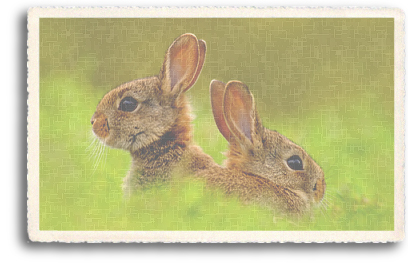 Two young Cottontail Rabbits take a good look around them from the safety of some high grass. In rural areas outside Taos, New Mexico, it is a common occurrence to find a bunny or two hopping around your yard in the morning (or late afternoon).